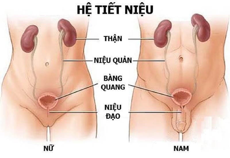 Tiểu Buốt, Tiểu Rát Có Phải Bệnh Niệu Đạo? 1 Niệu đạo là gì? Chức năng và vai trò trong hệ tiết niệu – sinh dục